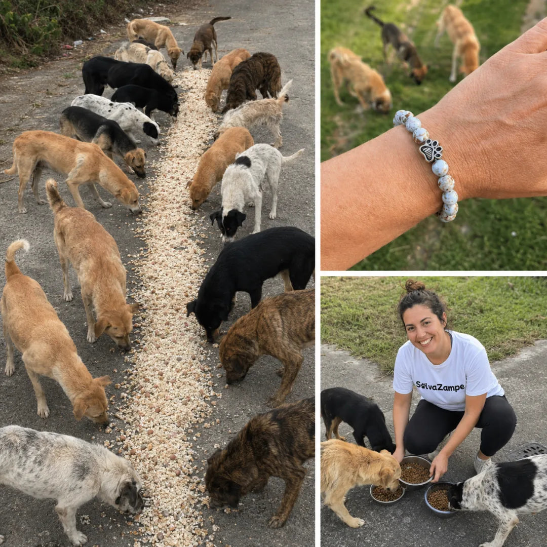 Dogs receiving food during a mywoobles feeding operation and a solidarity bracelet being worn