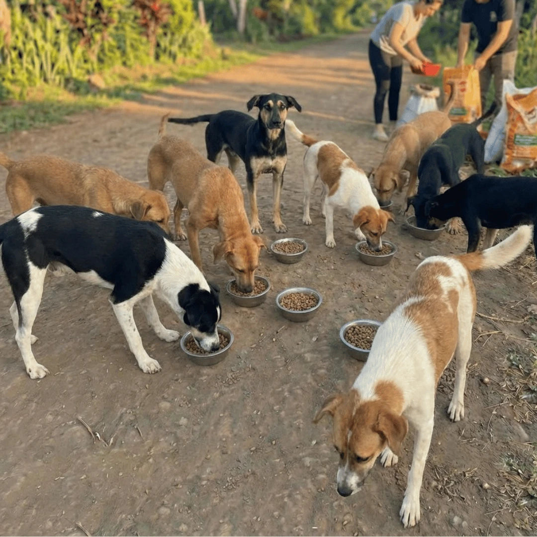 Dogs eating together during a field feeding operation